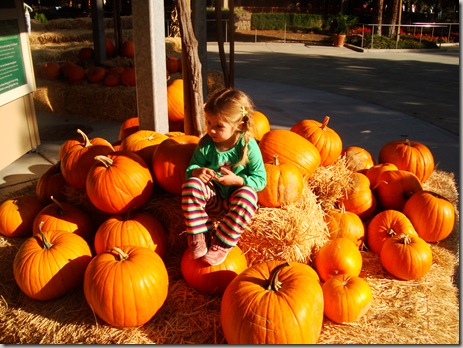 Free toddler with the purchase of any four pumpkins.