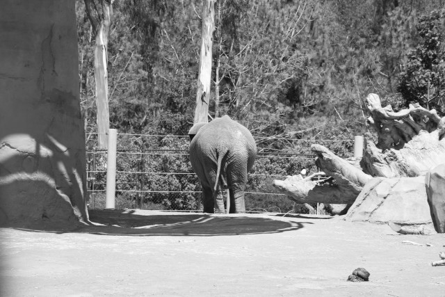 Elephant Butt.