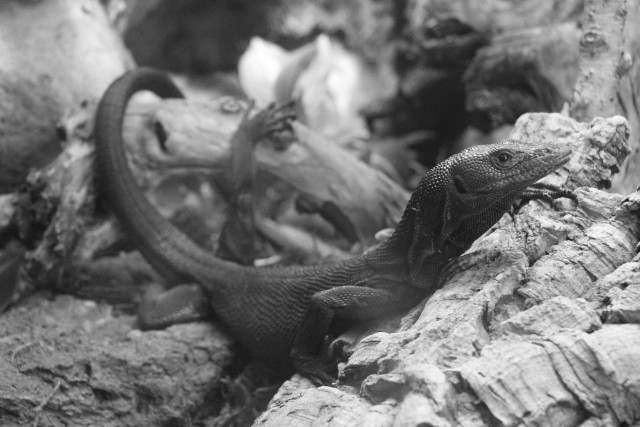 This picture is not out of focus. This lizard is just blurry in the back.